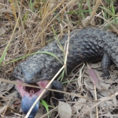 Tiliqua rugosa (Shingleback Lizard) at Woolgarlo, NSW - 11 Dec 2022 by michaelb