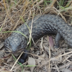 Tiliqua rugosa at Woolgarlo, NSW - 11 Dec 2022