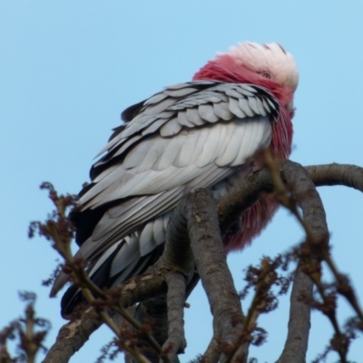 Eolophus roseicapilla (Galah) at Downer, ACT - 29 Jun 2023 by RobertD