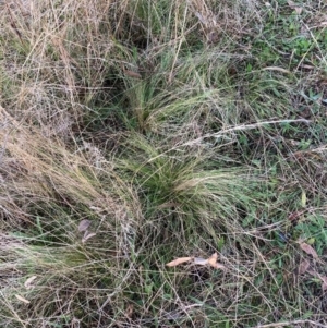 Nassella trichotoma at Hackett, ACT - 29 Jun 2023