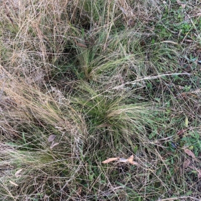 Nassella trichotoma (Serrated Tussock) at Hackett, ACT - 29 Jun 2023 by waltraud