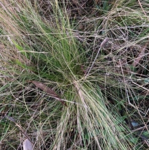 Nassella trichotoma at Hackett, ACT - 29 Jun 2023