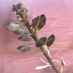 Lepidium ginninderrense (Ginninderra Peppercress) at Budjan Galindji (Franklin Grassland) Reserve - 30 Jun 2023 by lbradley