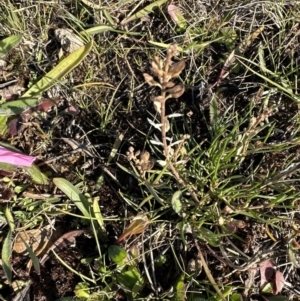 Lepidium ginninderrense at Franklin, ACT - suppressed