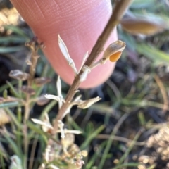 Lepidium ginninderrense at Franklin, ACT - suppressed