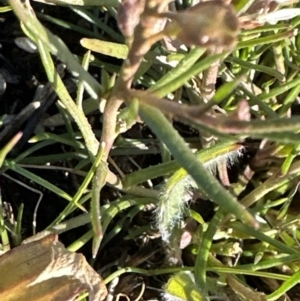 Lepidium ginninderrense at Franklin, ACT - suppressed