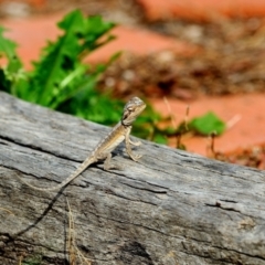 Pogona barbata (Eastern Bearded Dragon) at Fisher, ACT - 23 Feb 2020 by Paul57