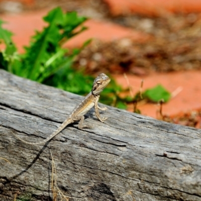 Pogona barbata (Eastern Bearded Dragon) at Fisher, ACT - 23 Feb 2020 by Paul57