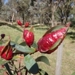 Leptocybe invasa (Eucalyptus Stem Gall Wasp) at Molonglo Valley, ACT - 29 Jun 2023 by AndyRussell