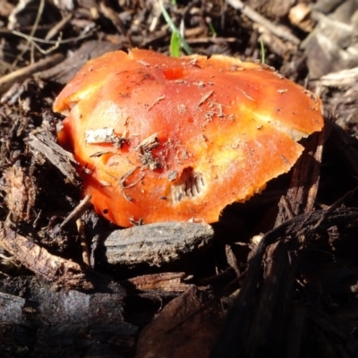 zz agaric (stem; gills not white/cream) at Sth Tablelands Ecosystem Park - 29 Jun 2023 by AndyRussell