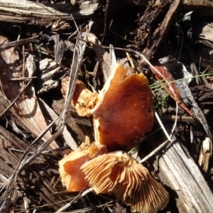 zz agaric (stem; gills not white/cream) at Molonglo Valley, ACT - 29 Jun 2023