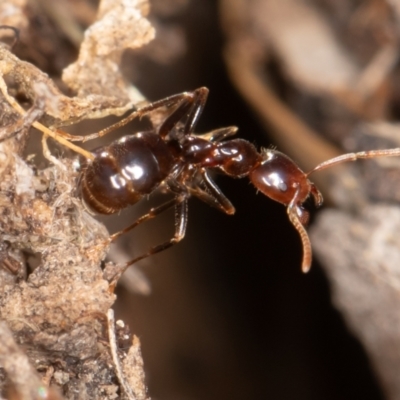 Papyrius sp (undescribed) (Hairy Coconut Ant) at Paddys River, ACT - 30 Jun 2023 by rawshorty
