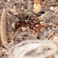 Papyrius sp (undescribed) at Paddys River, ACT - 30 Jun 2023 11:29 AM