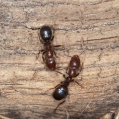 Papyrius sp. (genus) (A Coconut Ant) at Callum Brae - 30 Jun 2023 by rawshorty