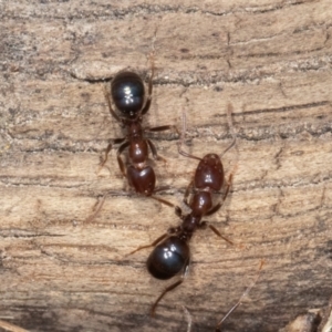 Papyrius sp. (genus) at Jerrabomberra, ACT - 30 Jun 2023