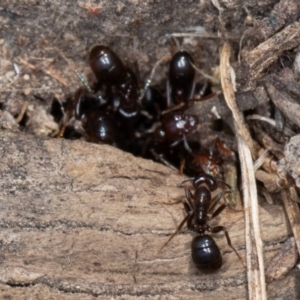 Papyrius sp. (genus) at Jerrabomberra, ACT - 30 Jun 2023