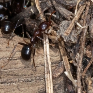 Papyrius sp. (genus) at Jerrabomberra, ACT - 30 Jun 2023