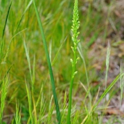 Microtis parviflora (Slender Onion Orchid) at Fisher, ACT - 29 Nov 2022 by Paul57