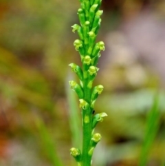 Microtis parviflora at Fisher, ACT - suppressed