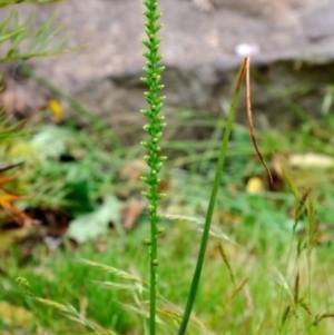 Microtis parviflora at Fisher, ACT - 29 Nov 2022