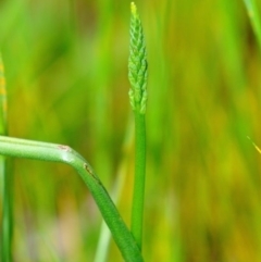 Microtis parviflora at Fisher, ACT - 29 Nov 2022