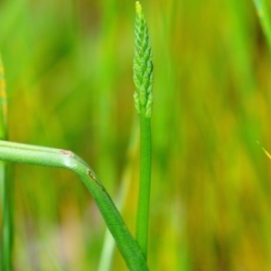 Microtis parviflora at Fisher, ACT - 29 Nov 2022