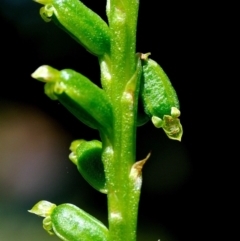 Microtis parviflora at Fisher, ACT - 29 Nov 2022