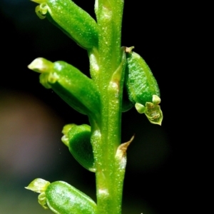 Microtis parviflora at Fisher, ACT - 29 Nov 2022