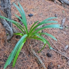 Agapanthus praecox subsp. orientalis (Agapanthus) at Isaacs Ridge and Nearby - 30 Jun 2023 by Mike