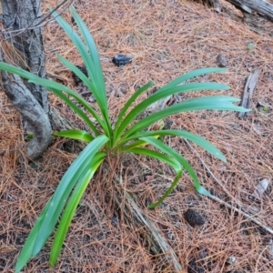 Agapanthus praecox subsp. orientalis at Isaacs, ACT - 30 Jun 2023 04:05 PM