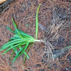 Agapanthus praecox subsp. orientalis at Isaacs, ACT - 30 Jun 2023 04:05 PM