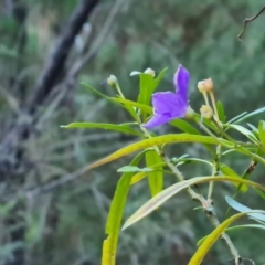 Solanum linearifolium (Kangaroo Apple) at Isaacs, ACT - 30 Jun 2023 by Mike