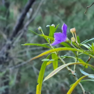 Solanum linearifolium (Kangaroo Apple) at Isaacs, ACT - 30 Jun 2023 by Mike