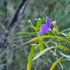 Solanum linearifolium (Kangaroo Apple) at Isaacs Ridge and Nearby - 30 Jun 2023 by Mike