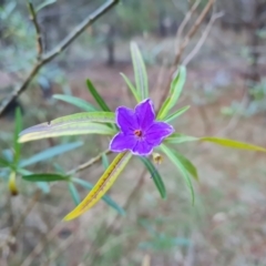 Solanum linearifolium at Isaacs, ACT - 30 Jun 2023