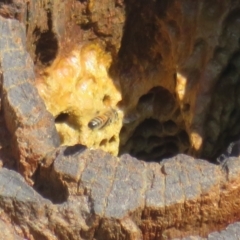 Apis mellifera (European honey bee) at Casey, ACT - 29 Jun 2023 by Christine