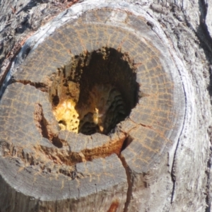 Apis mellifera at Casey, ACT - 29 Jun 2023