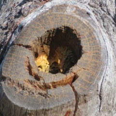 Apis mellifera at Casey, ACT - 29 Jun 2023