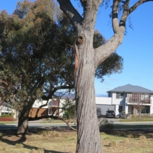 Apis mellifera at Casey, ACT - 29 Jun 2023