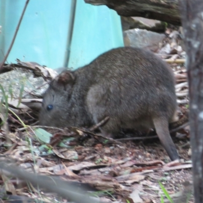 Potorous tridactylus (Long-nosed Potoroo) at Paddys River, ACT - 25 Jun 2023 by Christine