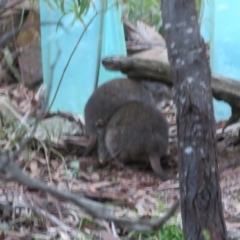 Potorous tridactylus at Paddys River, ACT - 25 Jun 2023 04:40 PM