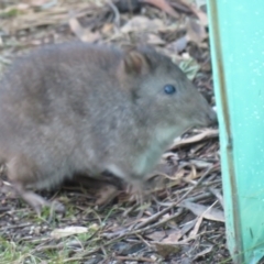 Potorous tridactylus at Paddys River, ACT - 25 Jun 2023 04:40 PM