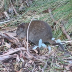 Potorous tridactylus (Long-nosed Potoroo) at Paddys River, ACT - 25 Jun 2023 by Christine