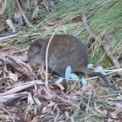 Potorous tridactylus (Long-nosed Potoroo) at Paddys River, ACT - 25 Jun 2023 by Christine