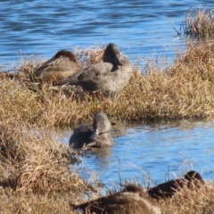 Stictonetta naevosa (Freckled Duck) at Fyshwick, ACT - 30 Jun 2023 by RodDeb