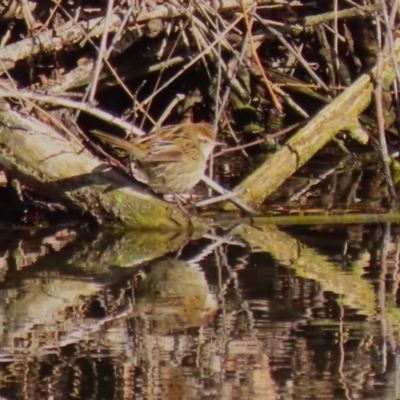 Poodytes gramineus (Little Grassbird) at Jerrabomberra Wetlands - 30 Jun 2023 by RodDeb