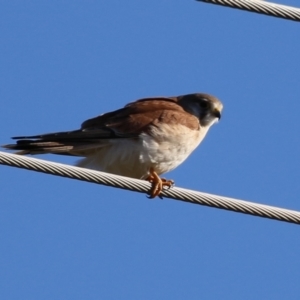 Falco cenchroides at Fyshwick, ACT - 30 Jun 2023