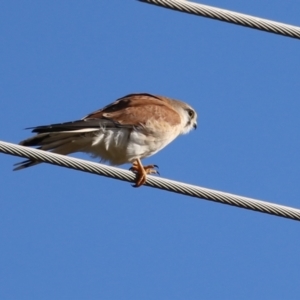 Falco cenchroides at Fyshwick, ACT - 30 Jun 2023