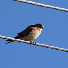 Falco cenchroides at Fyshwick, ACT - 30 Jun 2023