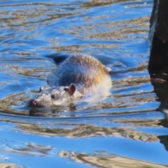 Hydromys chrysogaster (Rakali or Water Rat) at Fyshwick, ACT - 30 Jun 2023 by RodDeb